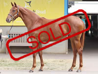 O’REILLY/PRODIGAL LASS COLT